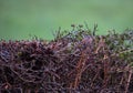 Hedge Sparrow Dunnock in a hedgerow