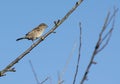 Hedge Sparrow