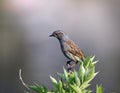 Hedge sparrow perching on a branch Royalty Free Stock Photo
