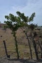 Hedge with the sprigs grown