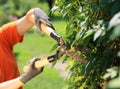Hedge Trimming Royalty Free Stock Photo