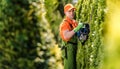 Hedge Trimming Job Royalty Free Stock Photo