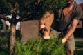 Hedge Trimming Job. Caucasian Gardener with Gasoline Hedge Trimmer Shaping Wall of Thujas in a Garden. Royalty Free Stock Photo