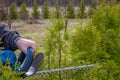 Hedge trimming, works in a garden.