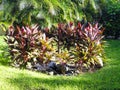 Hedge of tropical plants in a garden