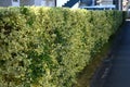 A hedge of variegated Japanese spindle ( Euonymus japonicus ).Celastraceae evergreen shrub. Royalty Free Stock Photo