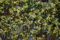 A hedge of variegated Japanese spindle ( Euonymus japonicus ).Celastraceae evergreen shrub. Royalty Free Stock Photo