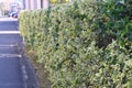 A hedge of variegated Japanese spindle ( Euonymus japonicus ).Celastraceae evergreen shrub. Royalty Free Stock Photo