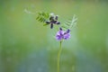 Hedge vetch Vicia sepium, a european springtime wild flower Royalty Free Stock Photo