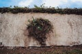 A hedge on a wall in the center of Prague II Royalty Free Stock Photo