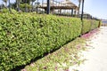 A hedge with wild roses. Decorating the fence. Beautiful hedge of trimmed roses.