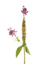 Hedge woundwort plant Royalty Free Stock Photo