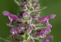 Hedge Woundwort Royalty Free Stock Photo