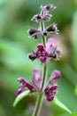 Hedge woundwort (Stachys sylvatica)