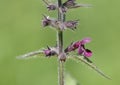 Hedge Woundwort Royalty Free Stock Photo