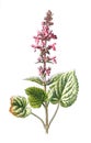 Hedge woundwort or stachys sylvatica flower. or Stachys palustris, marsh woundwort, clown`s woundwort clown`s heal all marsh hedge Royalty Free Stock Photo