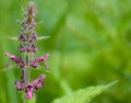 Hedge Woundwort