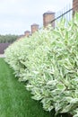 Hedge of dogwood bushes 1 meter height Royalty Free Stock Photo