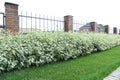 Dogwood bushes 1 mete height hedge Royalty Free Stock Photo