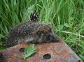Hedgedog Royalty Free Stock Photo