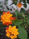 Lantana verbenaceae flower Royalty Free Stock Photo