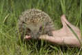 Hedgehod on the hand