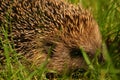 Hedgehog