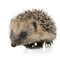 Hedgehog (1 months) Royalty Free Stock Photo