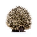 Hedgehog (1 months)
