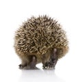 Hedgehog (1 months) Royalty Free Stock Photo