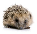Hedgehog (1 months) Royalty Free Stock Photo