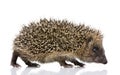 Hedgehog (1 months) Royalty Free Stock Photo