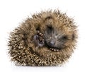 Hedgehog (1 months) Royalty Free Stock Photo