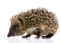 Hedgehog (1 mounths) Royalty Free Stock Photo