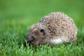 Hedgehog