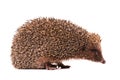 Hedgehog Royalty Free Stock Photo
