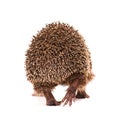 Hedgehog Royalty Free Stock Photo