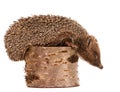 Hedgehog Royalty Free Stock Photo