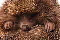 Hedgehog Royalty Free Stock Photo