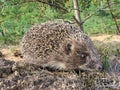 Hedgehog Royalty Free Stock Photo