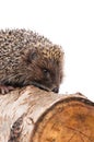 Hedgehog Royalty Free Stock Photo