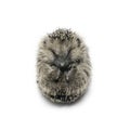 Hedgehog Royalty Free Stock Photo