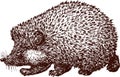 Hedgehog