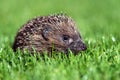 Hedgehog Royalty Free Stock Photo