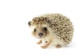 Hedgehog Royalty Free Stock Photo