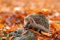 Hedgehog Royalty Free Stock Photo