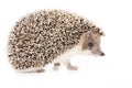 Hedgehog