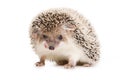 Hedgehog Royalty Free Stock Photo