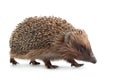 Hedgehog aniamal on white Royalty Free Stock Photo