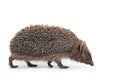 Hedgehog aniamal on white Royalty Free Stock Photo